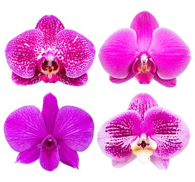 clippin ile beyaz izole phalaenopsis orkide çiçek kümesi