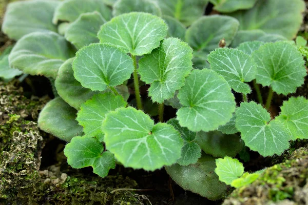 Zbliżenie Liścia Begonii Truskawkowej Saxifraga Stolonifera — Zdjęcie stockowe