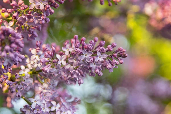 Colorido lila en el jardín Imagen de archivo