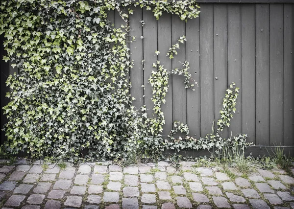 Fondo de valla de madera y hiedra con pavimento de adoquín Fotos de stock libres de derechos