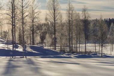 Lapland, kışın Norrbotten, İsveç, kuzeyinde ağaçlar donmuş.