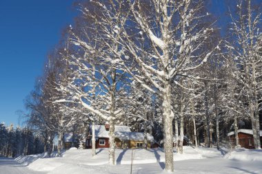 Lapland, kışın Norrbotten, İsveç, kuzeyinde ağaçlar donmuş.