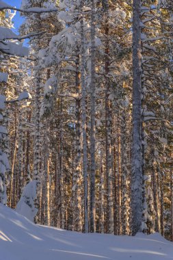 Lapland, kışın Norrbotten, İsveç, kuzeyinde ağaçlar donmuş.