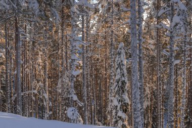Lapland, kışın Norrbotten, İsveç, kuzeyinde ağaçlar donmuş.