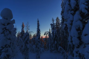 Lapland, kışın Norrbotten, İsveç, kuzeyinde ağaçlar donmuş.