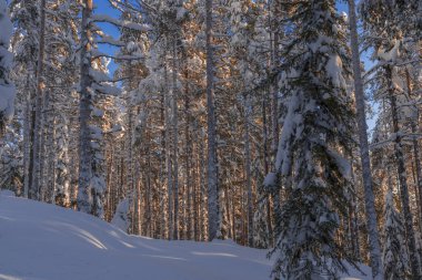 Lapland, kışın Norrbotten, İsveç, kuzeyinde ağaçlar donmuş.