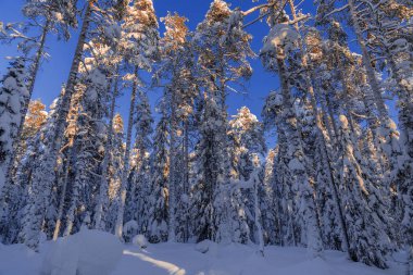 Lapland, kışın Norrbotten, İsveç, kuzeyinde ağaçlar donmuş.