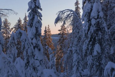 Lapland, kışın Norrbotten, İsveç, kuzeyinde ağaçlar donmuş.