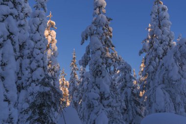 Lapland, kışın Norrbotten, İsveç, kuzeyinde ağaçlar donmuş.