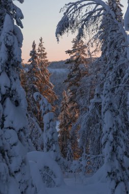 Lapland, kışın Norrbotten, İsveç, kuzeyinde ağaçlar donmuş.