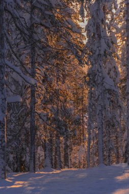 Lapland, kışın Norrbotten, İsveç, kuzeyinde ağaçlar donmuş.