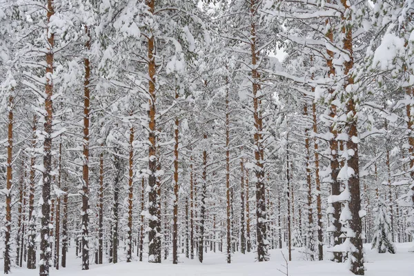 L'hiver en Laponie, Norrbotten, au nord de la Suède, les arbres gelés — Photo