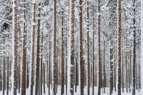 L'hiver en Laponie, Norrbotten, au nord de la Suède, les arbres gelés — Photo