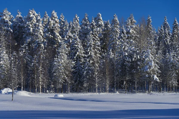Vinteren i Lappland, Norrbotten, nord for Sverige, frosne trær – stockfoto