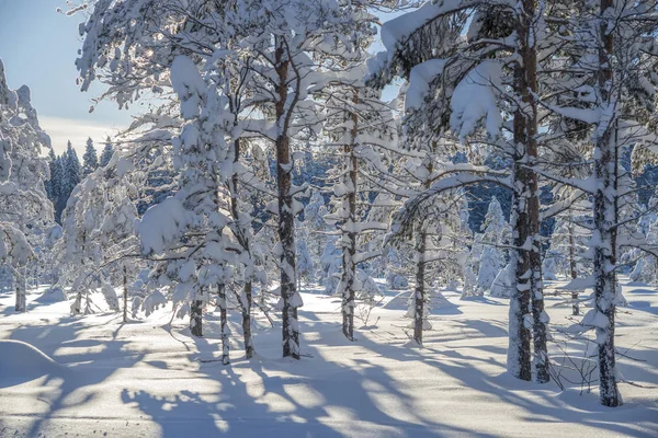 Зима в Фалланде, Норрботтен, на севере Швеции, замерзшие деревья — стоковое фото