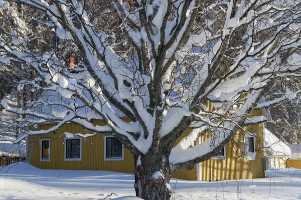 Der Winter in Lappland, norrbotten, nördlich von Schweden, gefrorene Bäume — Stockfoto