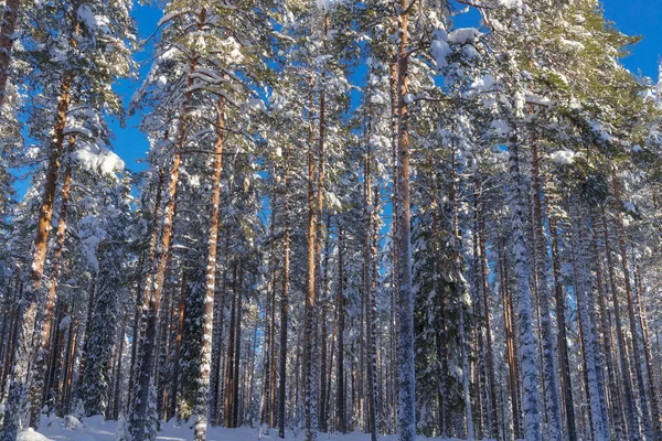 L'hiver en Laponie, Norrbotten, au nord de la Suède, les arbres gelés — Photo