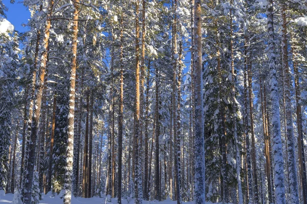 L'hiver en Laponie, Norrbotten, au nord de la Suède, les arbres gelés — Photo