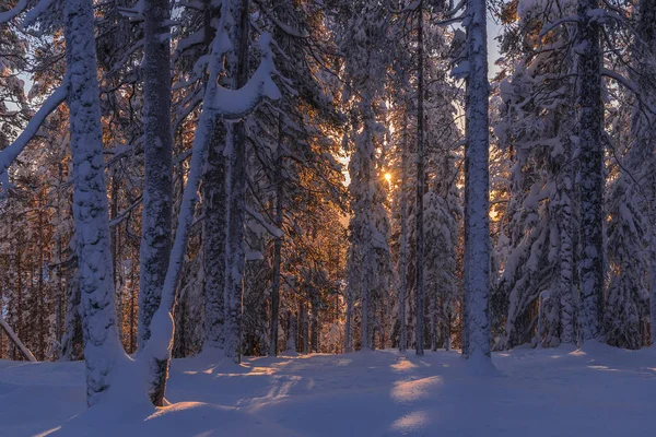 The winter in Lapland, Norrbotten, north of Sweden, frozen trees — Stock Photo, Image