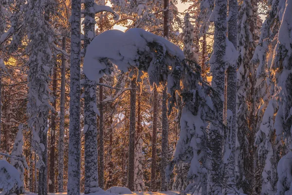 L'hiver en Laponie, Norrbotten, au nord de la Suède, les arbres gelés — Photo
