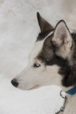 güzel Husky köpek halletme için kullanılan