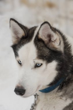 güzel Husky köpek halletme için kullanılan