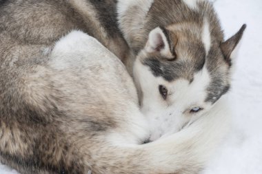 güzel Husky köpek halletme için kullanılan
