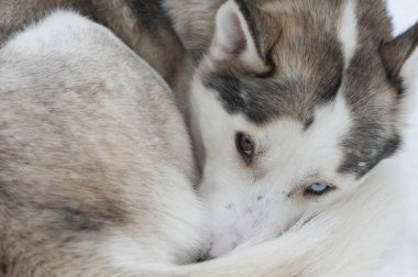 güzel Husky köpek halletme için kullanılan