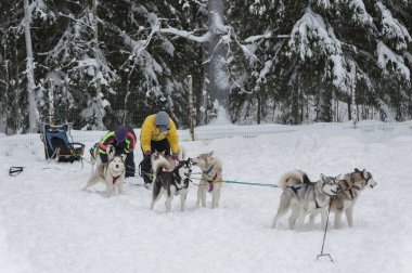 güzel Husky köpek halletme için kullanılan