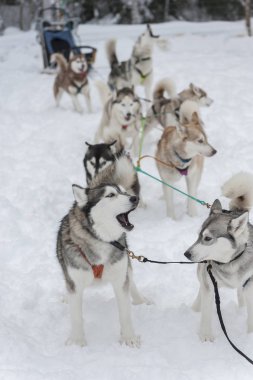 güzel Husky köpek halletme için kullanılan