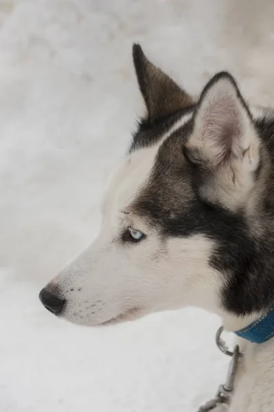 Beaux chiens Husky utilisés pour la luge — Photo