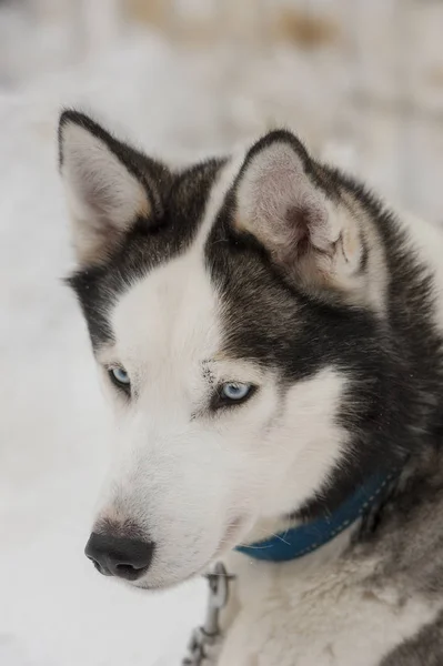 Beautiful Husky dogs used for sledding — Stock Photo, Image