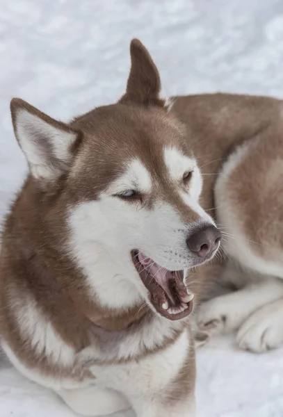 A szánkózás szép Husky kutyák — Stock Fotó