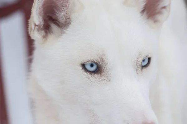 A szánkózás szép Husky kutyák — Stock Fotó