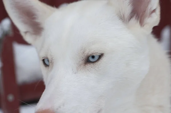 Mooie Husky honden gebruikt voor rodelen — Stockfoto