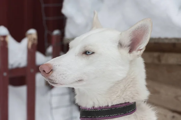 Hermosos perros Husky utilizados para trineos — Foto de Stock