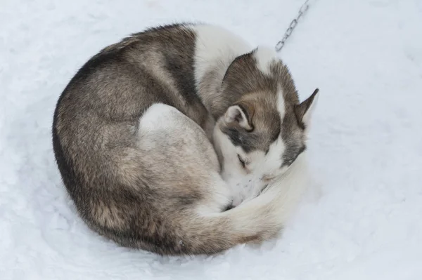 Beaux chiens Husky utilisés pour la luge — Photo