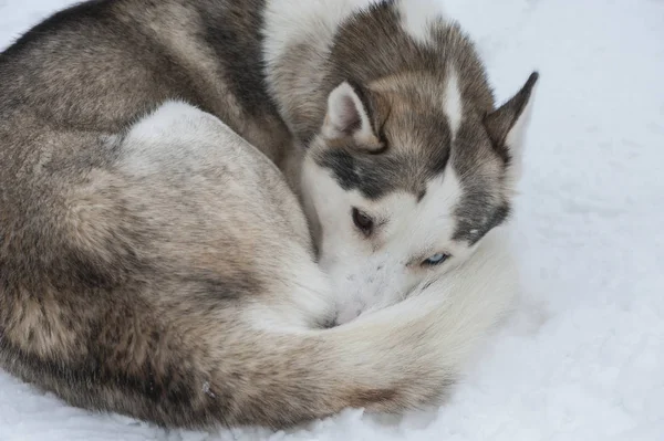 Красиві Husky собак для упряжках — стокове фото