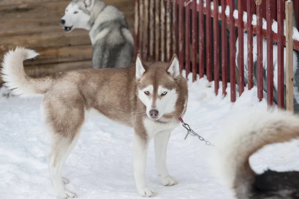 Hermosos perros Husky utilizados para trineos — Foto de Stock