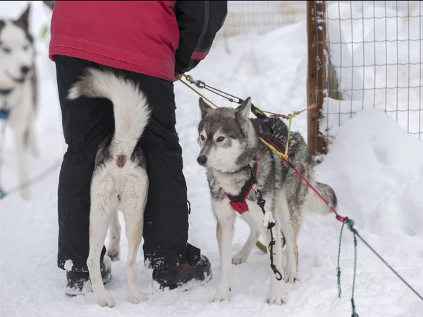 Bellissimi cani Husky utilizzati per lo slittino — Foto Stock