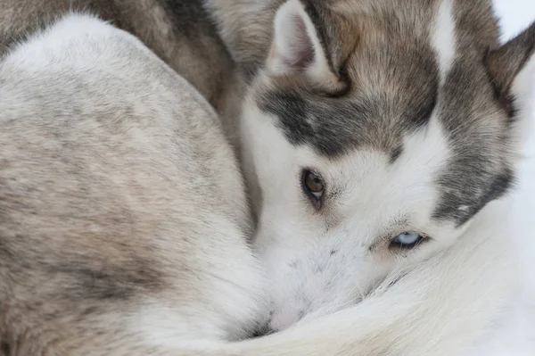 Güzel Husky köpek halletme için kullanılan — Stok fotoğraf