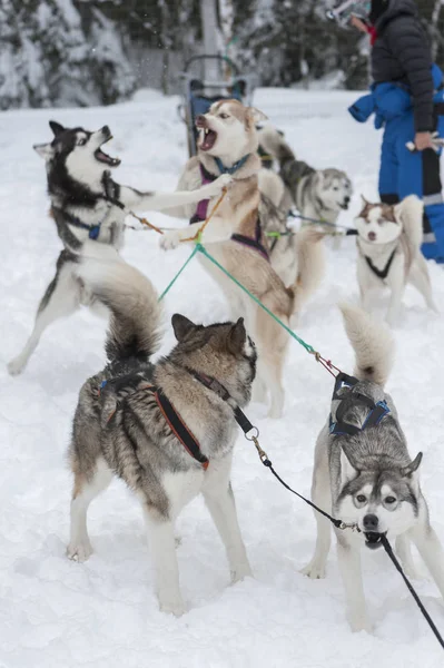 Bellissimi cani Husky utilizzati per lo slittino — Foto Stock