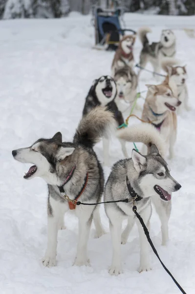 Belos cães Husky usado para trenó — Fotografia de Stock