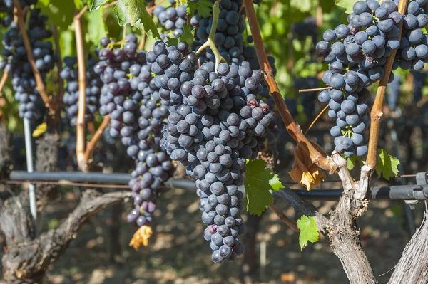 Schöner Weinberg mit Traubenfrüchten, bereit für die Produktion von Wein — Stockfoto