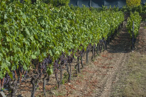 Vacker druva frukt vingård redo att producera vin — Stockfoto