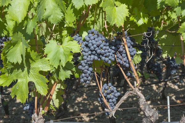 Vacker druva frukt vingård redo att producera vin — Stockfoto