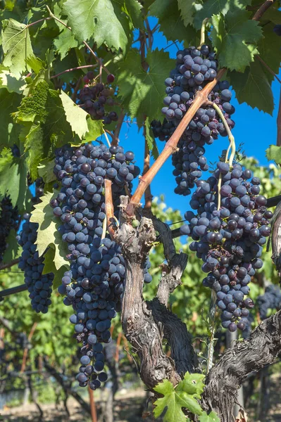 Mooie druif fruit wijngaard klaar om wijn te produceren — Stockfoto