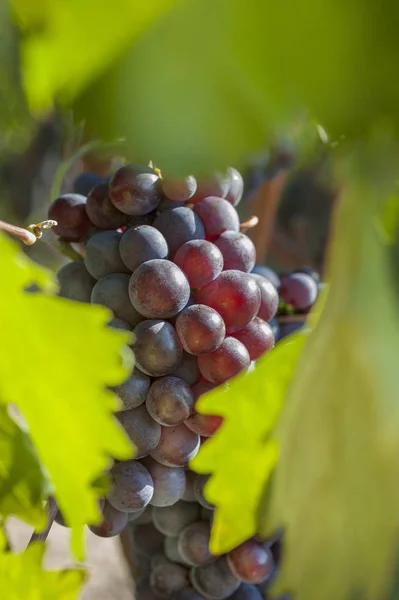 Beautiful Grape Fruit Vineyard Ready to Produce Wine — Stock Photo, Image