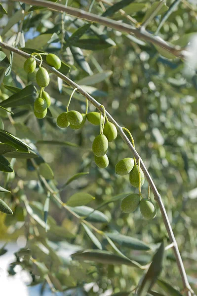 Oliveira com azeitonas verdes, Ligúria, Itália — Fotografia de Stock