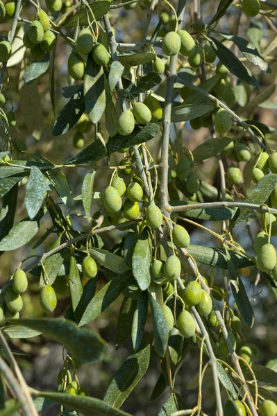 Oliveira com azeitonas verdes, Ligúria, Itália — Fotografia de Stock